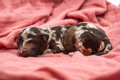 Petite mini chocolate merle goldendoodle