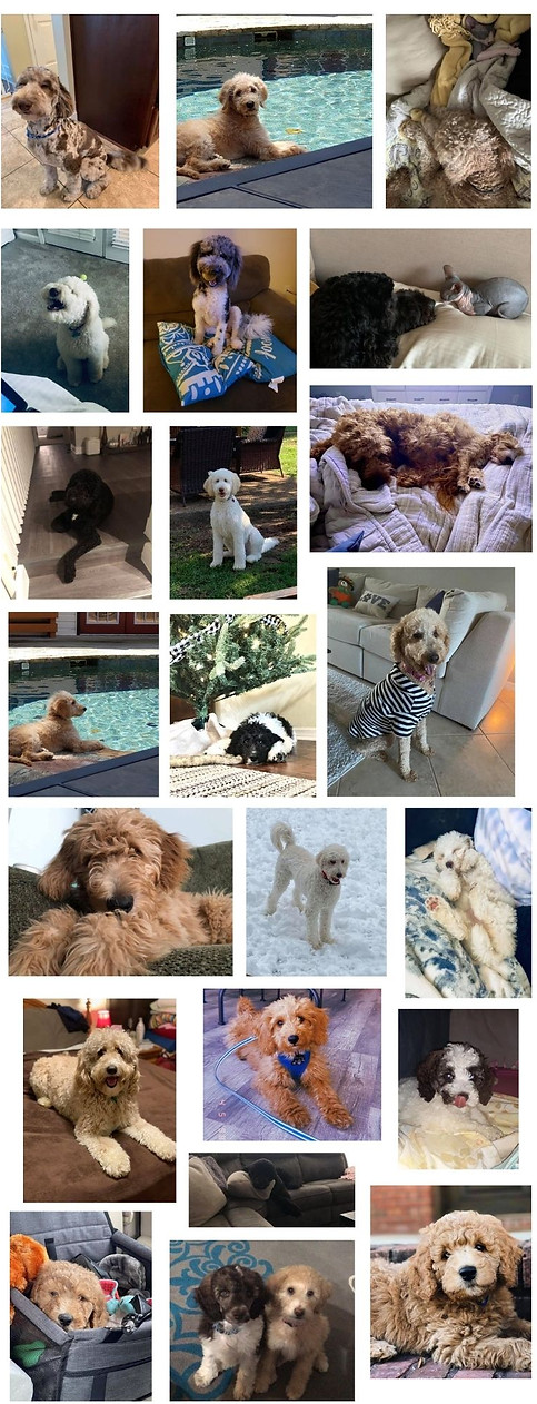 goldendoodles alabama