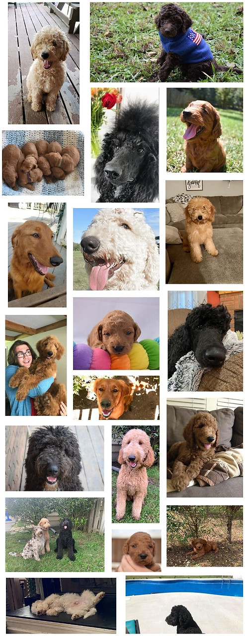 sweethaven puppy culture puppies
