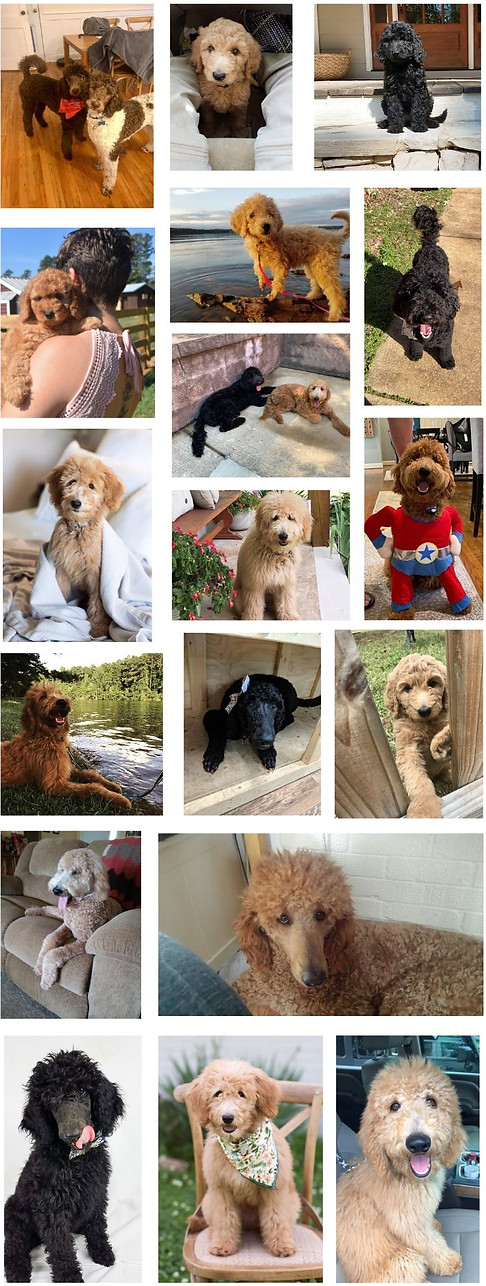 sweethaven doodle poodle puppies