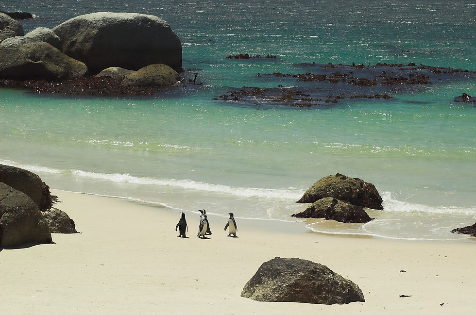 Simon's Town's penguins on the beach