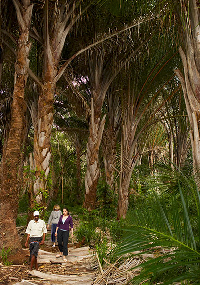Raffia forêt de palmiers géants