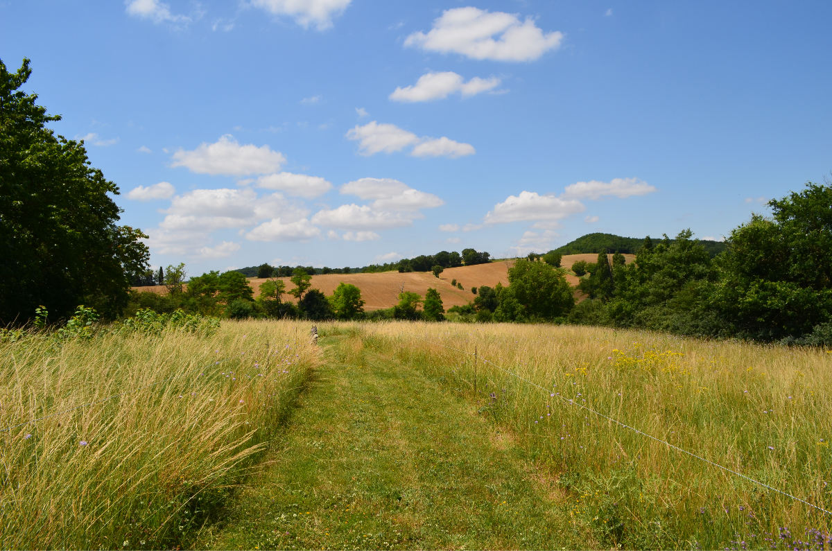 The Rejuvenation Retreat Walking Path.png