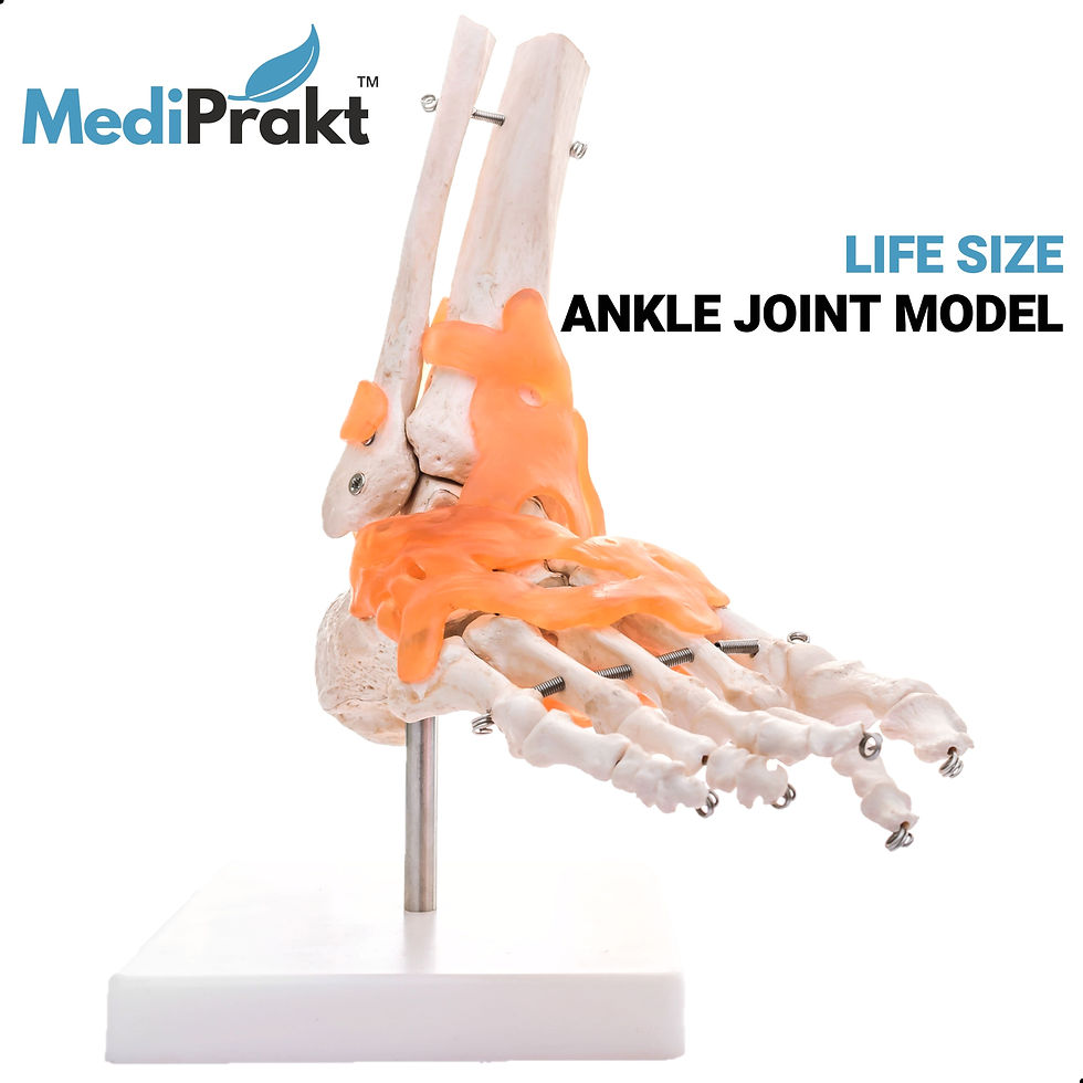 Life-size ankle joint model on a stand with orange detailing. Text reads MediPrakt and Life Size Ankle Joint Model. White background.