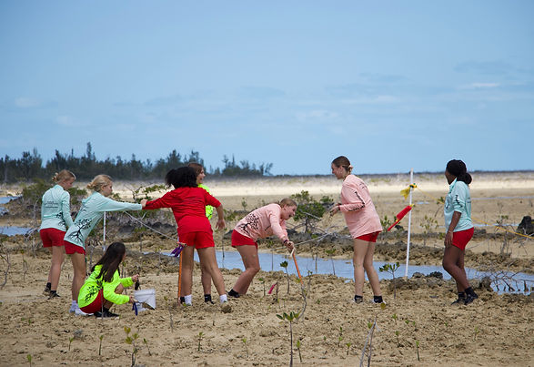 Students from two Grand Bahama high schools plant mangrove seedlings that they raised from propogules. 