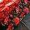Thumbnail: MIDNIGHT ROSE