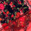 Thumbnail: MIDNIGHT ROSE