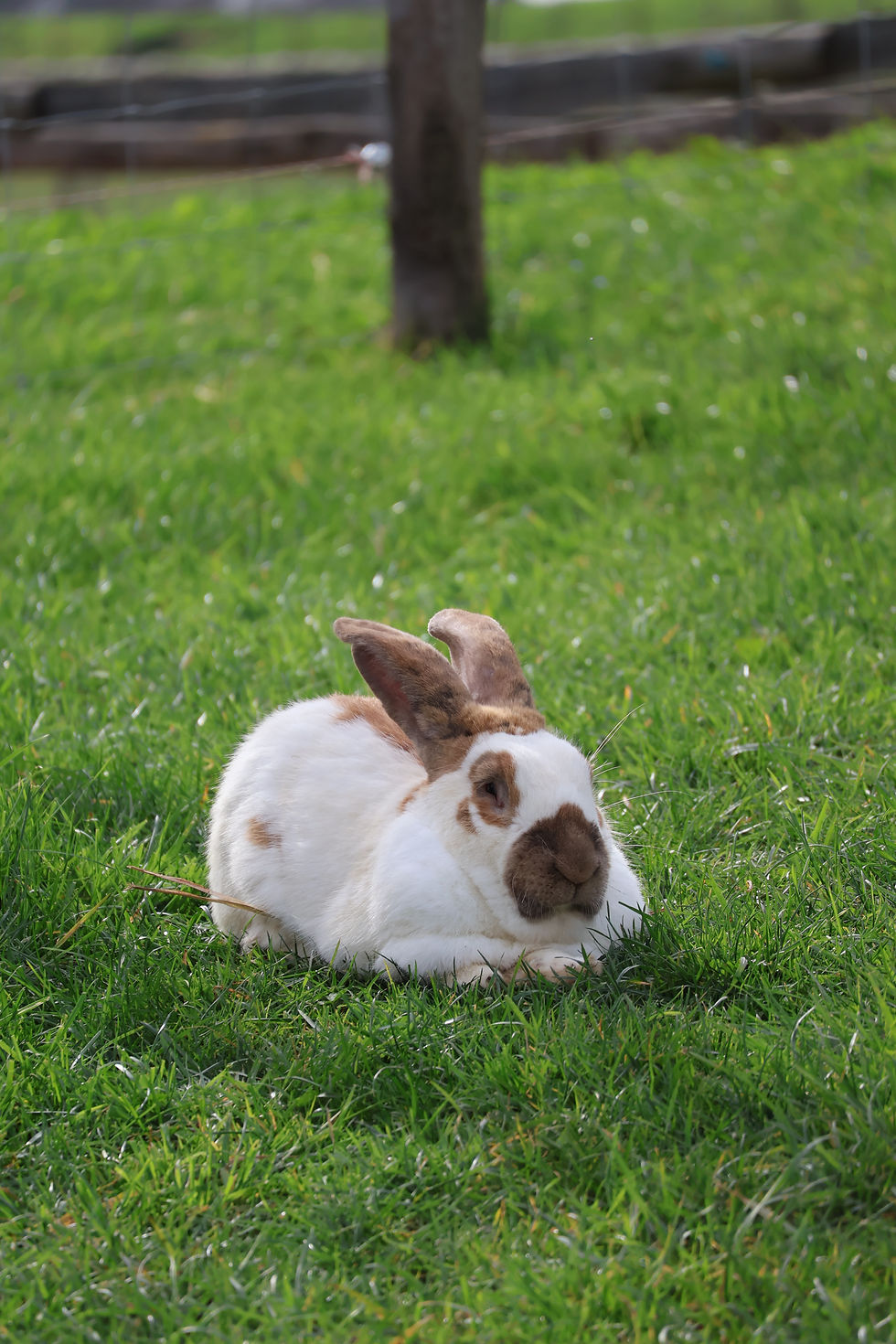 Lapin Géant Papillon