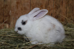 Lapine croisée bélier /géant papillon