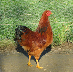 Coq Wyandotte
