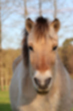 Poney Fjord