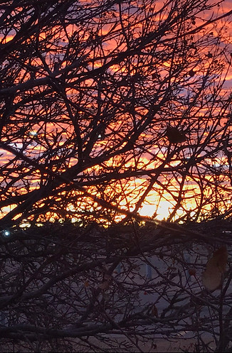 Sunset Silhouette.JPEG