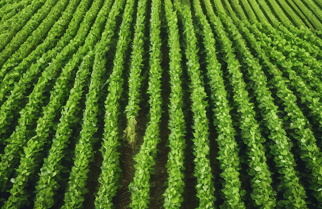 agricultural land with lots of green cro