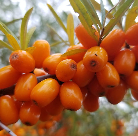 What is sea buckthorn?