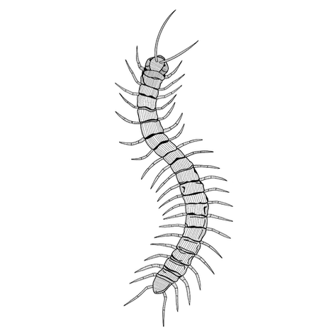 centipede