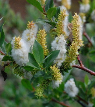 Booth's Willow.jpeg