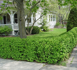 Currant-Alpine.jpg