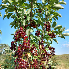 Ode to the Common Chokecherry 