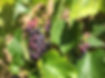 Grape, Valiant .jpg