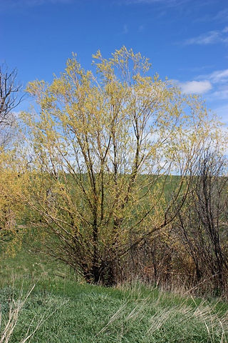 Golden Willow