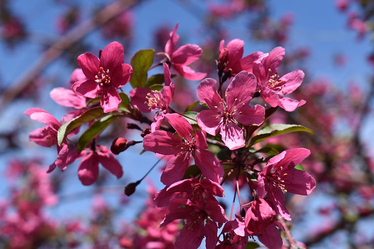 ROYAL-RAINDROPS---Royal-Raindrops-Crabapple-3.jpg