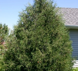Arborvitae, Techny.jpg