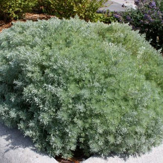Silver Mound Artemisia