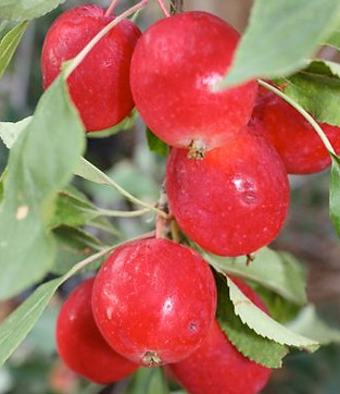 crabapple dolgo.jpg