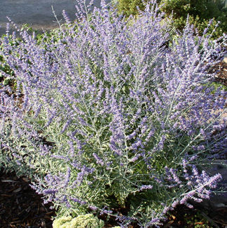 Russian Sage