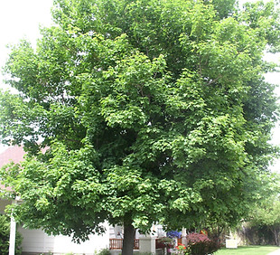 maple, Norway 'Emerald Queen'.JPG