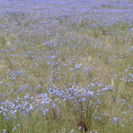 Blue Flax