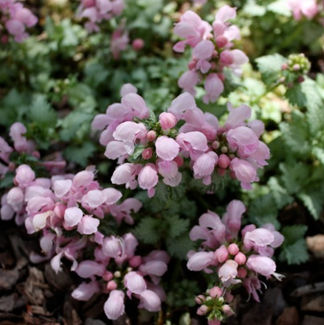 Lamium