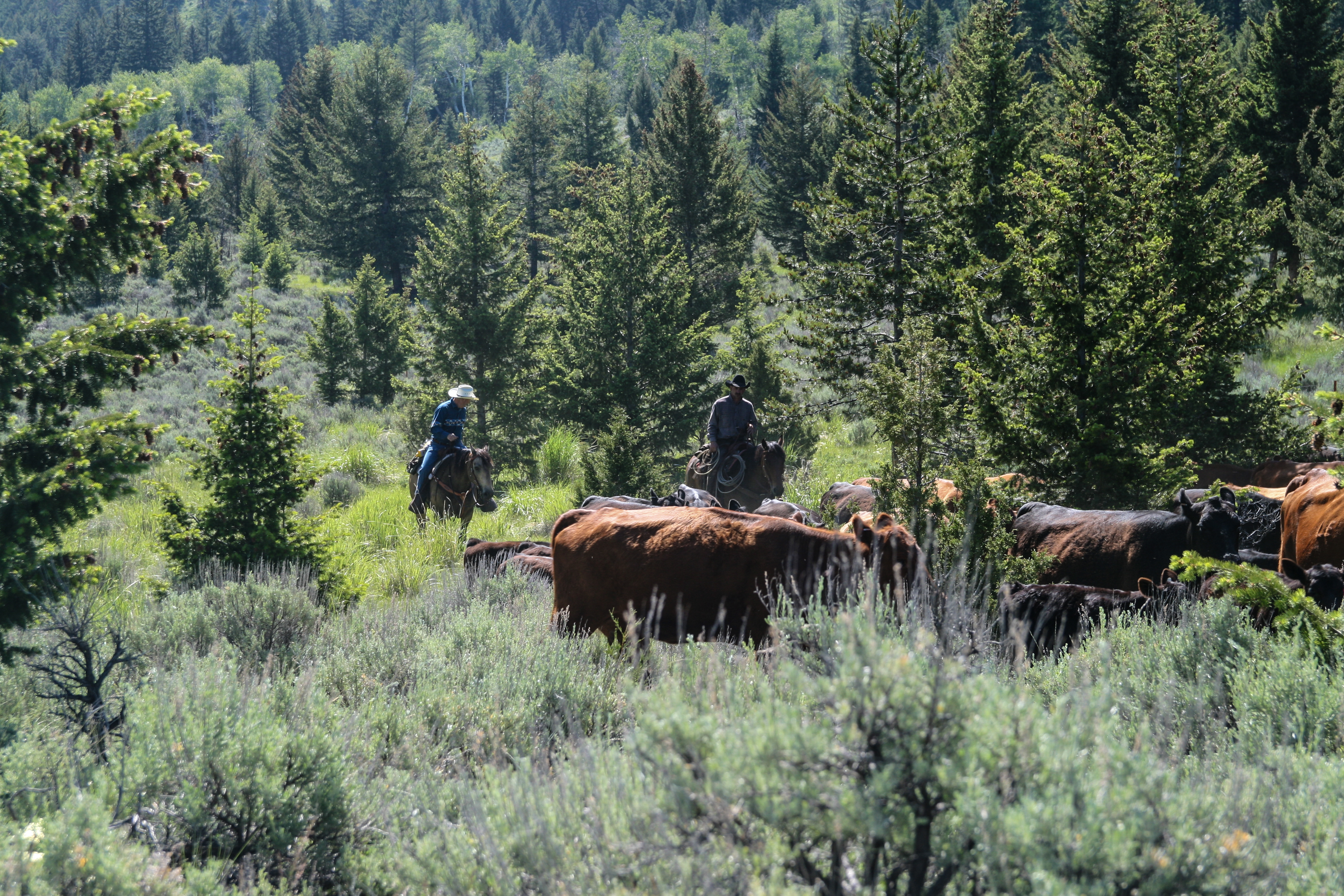 Photo Gallery | Hubbard's Yellowstone Six Quarter Circle Ranch