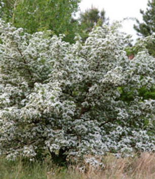 Hawthorn, Russian.jpg