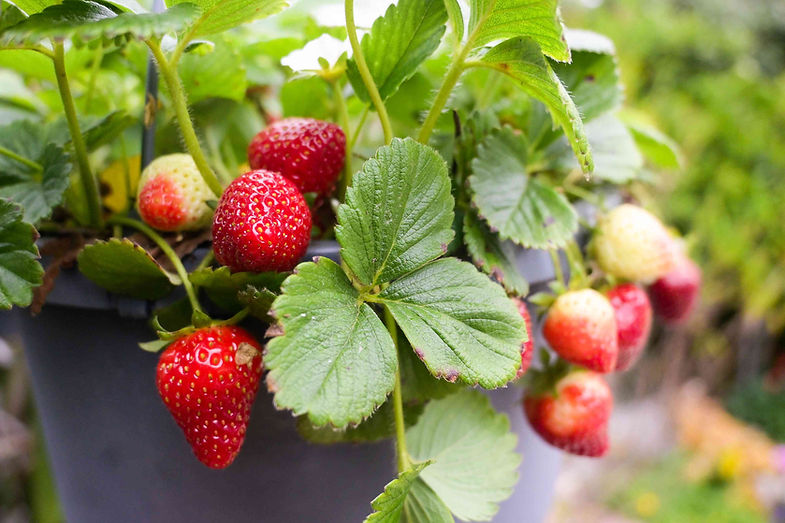 everbearing-strawberries-guide-7090673-01-dea79ec691fa4a1e9c92aef37b1b5d57.jpg
