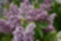 Lilac, Kath Havemeyer.jpg
