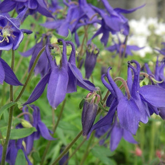 All Blue Columbine