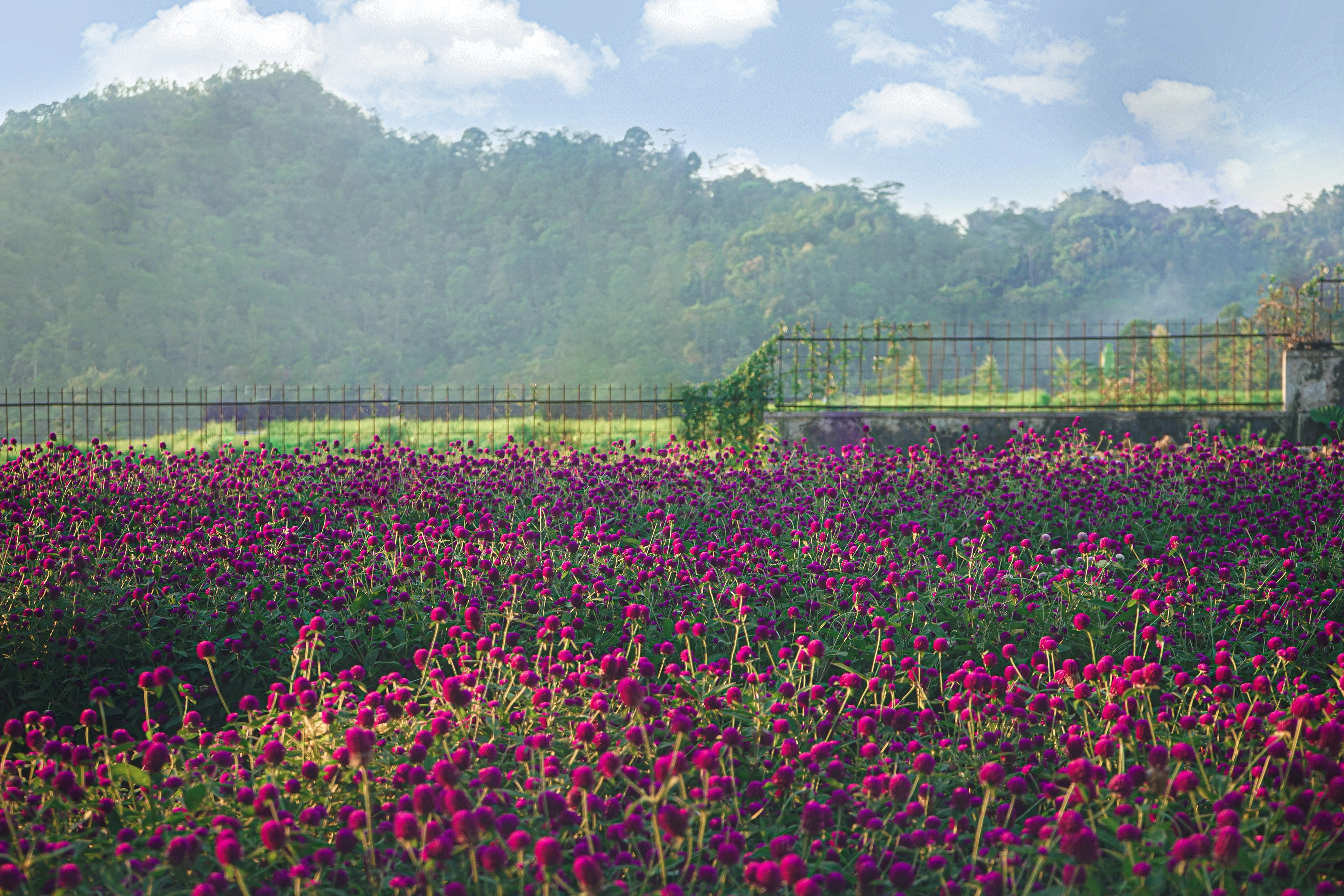 kenop landscape.webp