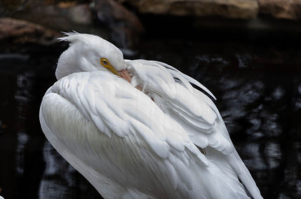 photogrpahy by sarafina 72 dpi bird copy.jpg