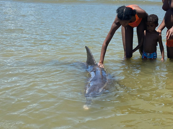 Dolphins in a Beach in Trinidad
