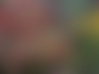 11月は奈良で紅葉を