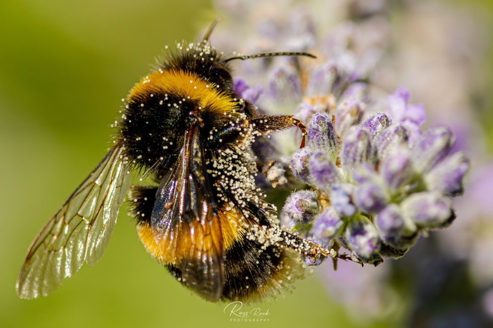 Bumblebee on a lavender plant covered in pollen.