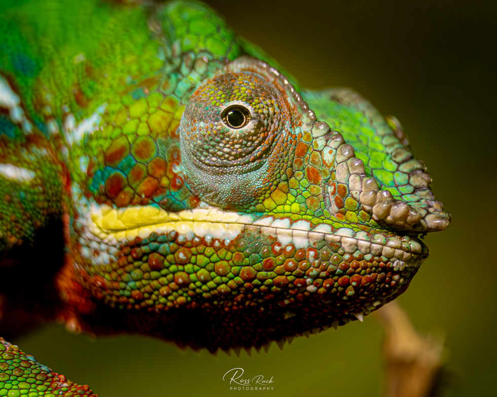 Chameleon close up while looking at the camera