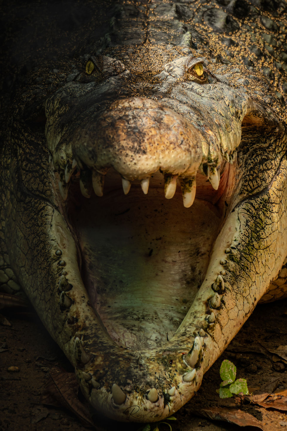 Prehistoric