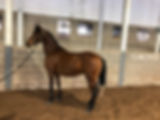 IMG_0246.jpeg