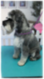 PXL_20240828_085242392.PORTRAIT