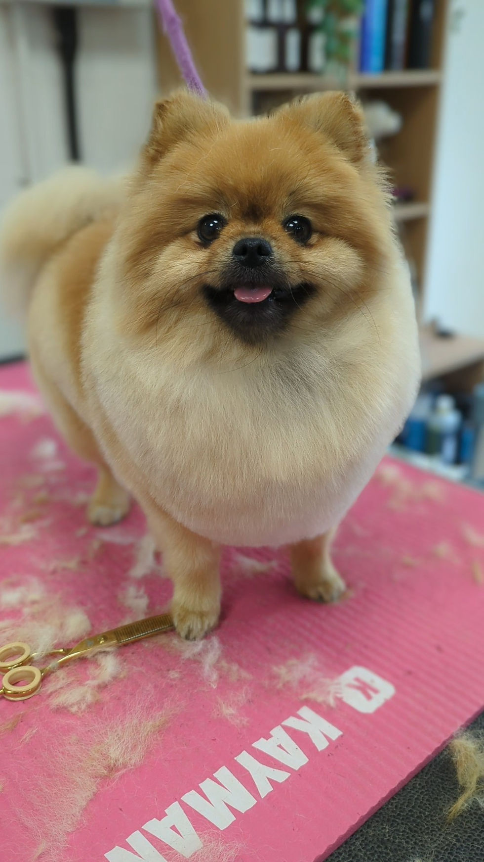 Pomeranian