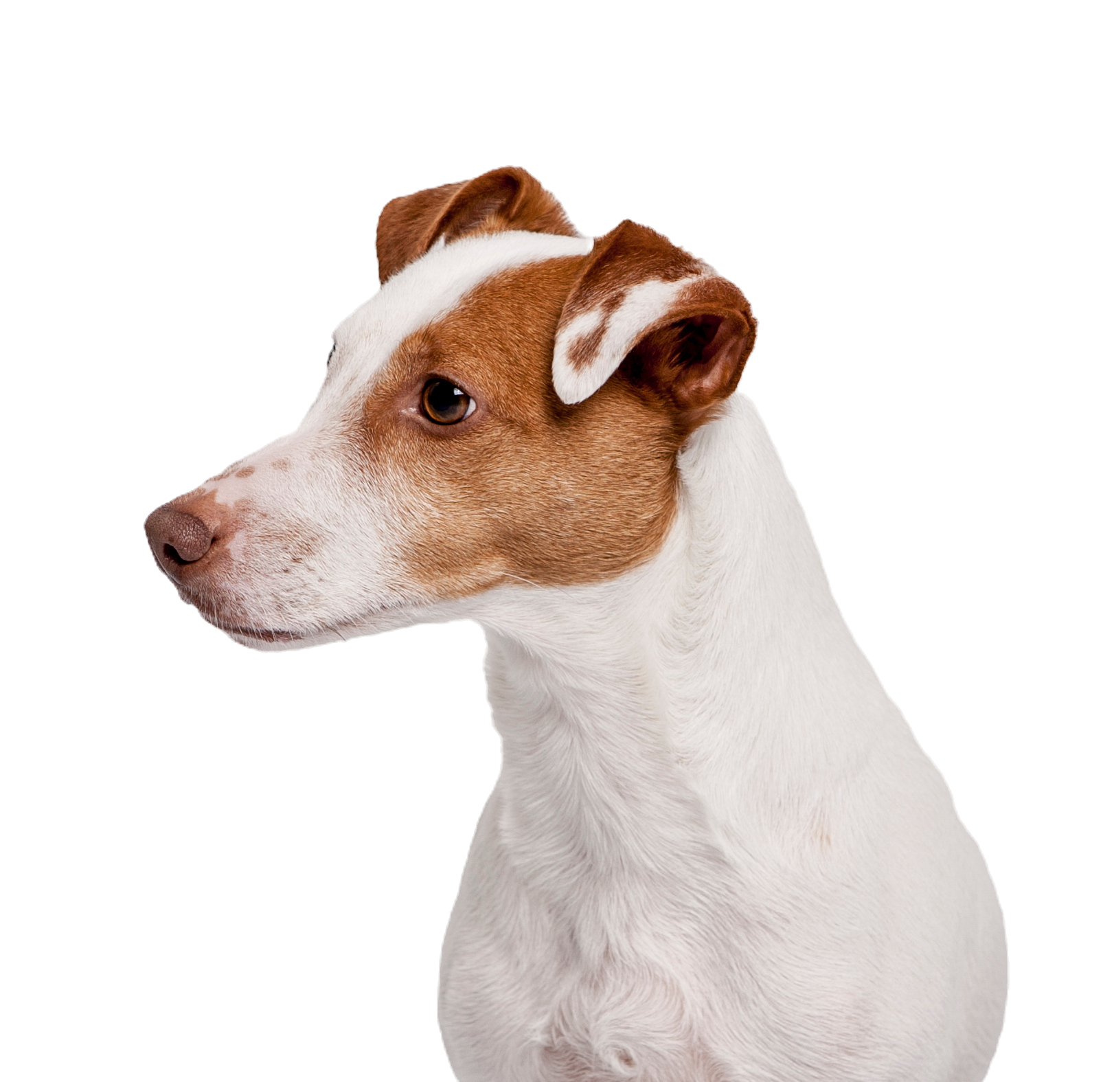Dog's Portrait  