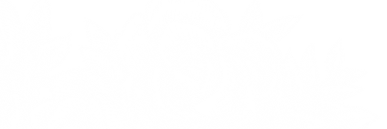 flower_Roses_Pedels_illustration