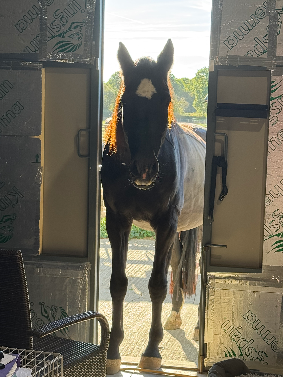 Black horse with white blaze stands in a doorway, backlit by sun; barn walls show insulation and green trees outside.